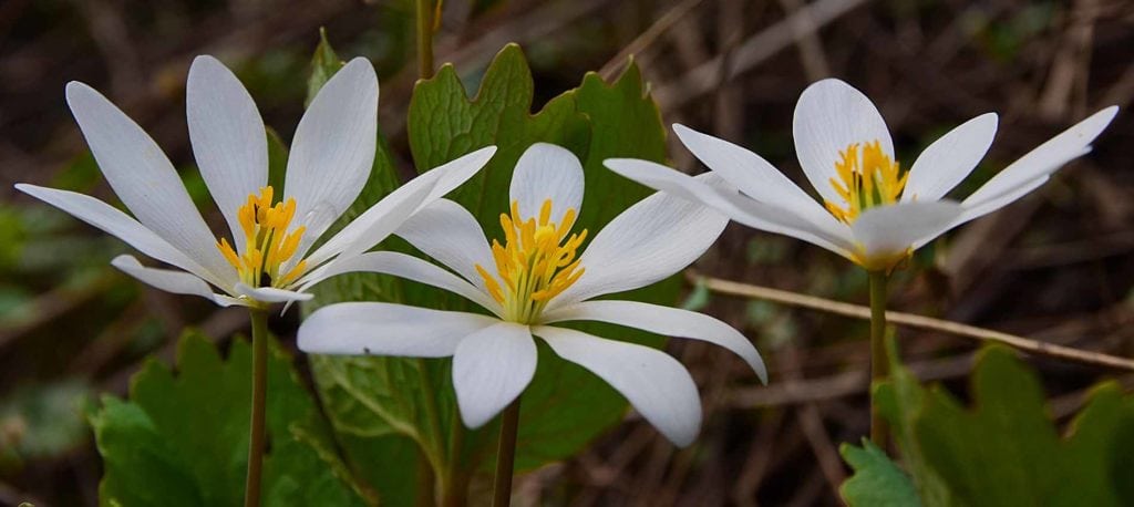 How To Make Yourself Throw Up with Bloodroot herb
