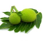 Breadfruit Nutrition Facts and Calories Information