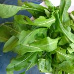 Chicory Greens Nutrition Facts and Calories Information