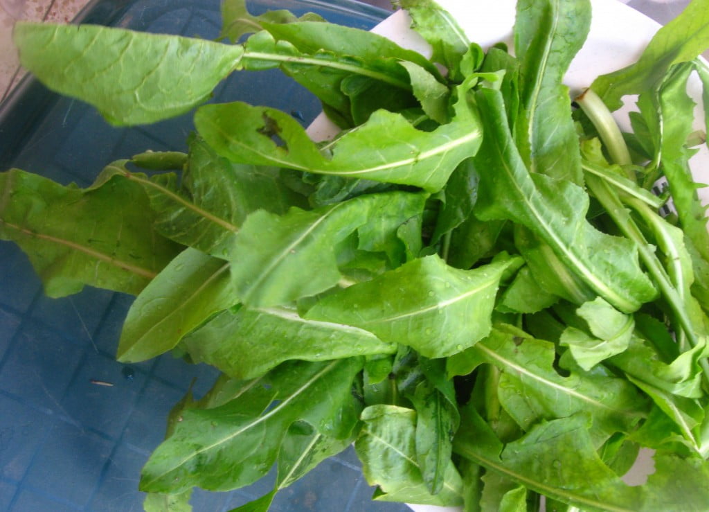 Chicory Greens Nutrition Facts