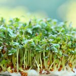 Garden Cress Nutrition Facts and Calories Information