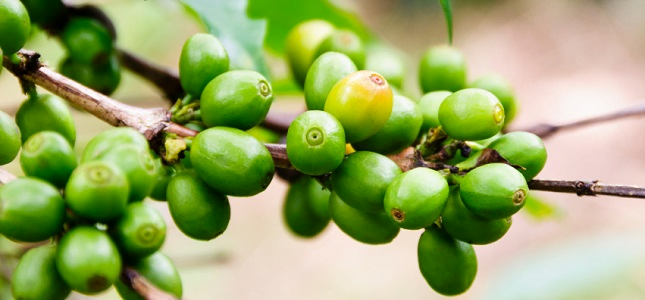 Benefits Of Green Coffee Bean