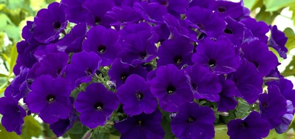 Blue Verbena