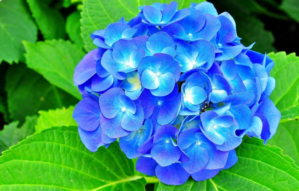 Types of Blue Flowers